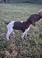 Red Boy, a male German Shorthaired Pointer for sale in Stillwater, OK – 5 of 10
