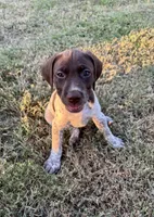 Blue boy, a male German Shorthaired Pointer for sale in Stillwater, OK – 3 of 10