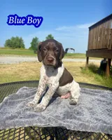 Blue boy, a male German Shorthaired Pointer for sale in Stillwater, OK – 1 of 10