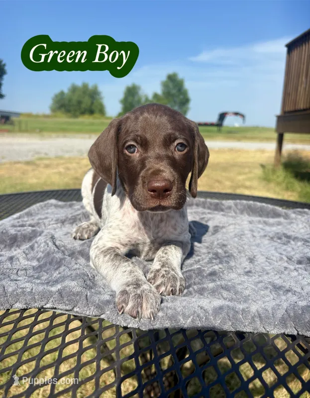 Green boy – German Shorthaired Pointer puppy for sale in Stillwater, OK