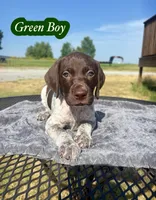 Green boy, a male German Shorthaired Pointer for sale in Stillwater, OK – 1 of 10