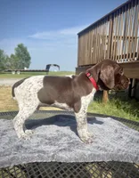Red Boy, a male German Shorthaired Pointer for sale in Stillwater, OK – 2 of 10