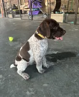 Yellow girl, a female German Shorthaired Pointer for sale in Stillwater, OK – 2 of 10