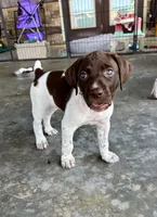 Pink Girl, a female German Shorthaired Pointer for sale in Stillwater, OK – 4 of 10