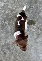 Pink Girl, a female German Shorthaired Pointer for sale in Stillwater, OK – 5 of 10