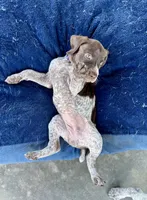 Purple girl, a female German Shorthaired Pointer for sale in Stillwater, OK – 8 of 10