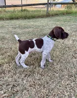 Green boy, a male German Shorthaired Pointer for sale in Stillwater, OK – 4 of 10
