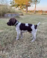 Green boy, a male German Shorthaired Pointer for sale in Stillwater, OK – 6 of 10