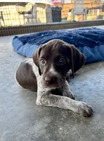 Purple girl, a female German Shorthaired Pointer for sale in Stillwater, OK – 4 of 10