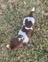 Yellow girl, a female German Shorthaired Pointer for sale in Stillwater, OK – 7 of 10