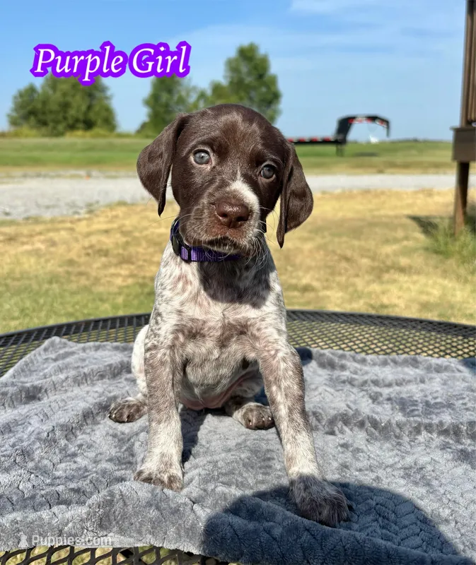 Purple girl – German Shorthaired Pointer puppy for sale in Stillwater, OK