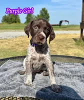 Purple girl, a female German Shorthaired Pointer for sale in Stillwater, OK – 1 of 10