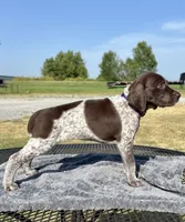 Purple girl, a female German Shorthaired Pointer for sale in Stillwater, OK – 2 of 10