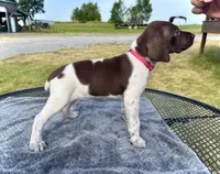 Pink Girl, a female German Shorthaired Pointer for sale in Stillwater, OK – 6 of 10