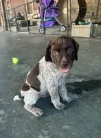 Yellow girl, a female German Shorthaired Pointer for sale in Stillwater, OK – 4 of 10