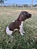 Red Boy, a male German Shorthaired Pointer for sale in Stillwater, OK – 6 of 10