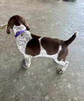 Purple girl, a female German Shorthaired Pointer for sale in Stillwater, OK – 9 of 10