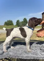 Blue boy, a male German Shorthaired Pointer for sale in Stillwater, OK – 2 of 10
