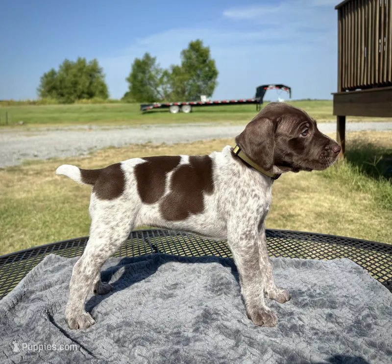 Yellow girl – German Shorthaired Pointer puppy for sale in Stillwater, OK