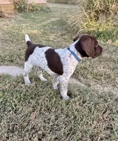 Blue boy, a male German Shorthaired Pointer for sale in Stillwater, OK – 4 of 10