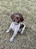 Green boy, a male German Shorthaired Pointer for sale in Stillwater, OK – 5 of 10