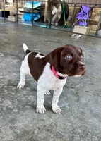 Pink Girl, a female German Shorthaired Pointer for sale in Stillwater, OK – 7 of 10