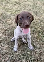 Green boy, a male German Shorthaired Pointer for sale in Stillwater, OK – 8 of 10
