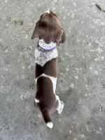 Purple girl, a female German Shorthaired Pointer for sale in Stillwater, OK – 10 of 10