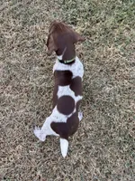 Green boy, a male German Shorthaired Pointer for sale in Stillwater, OK – 7 of 10