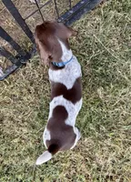 Blue boy, a male German Shorthaired Pointer for sale in Stillwater, OK – 10 of 10