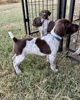 Blue boy, a male German Shorthaired Pointer for sale in Stillwater, OK – 7 of 10