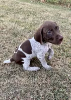 Green boy, a male German Shorthaired Pointer for sale in Stillwater, OK – 3 of 10