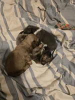 Yoshi, a male Shih Tzu for sale in Rindge, NH – Photo 4 of 4