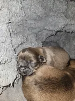 Yoshi, a male Shih Tzu for sale in Rindge, NH – Photo 2 of 4