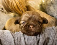 Yoshi, a male Shih Tzu for sale in Rindge, NH – Photo 3 of 4