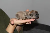 Yoshi, a male Shih Tzu for sale in Rindge, NH – Photo 1 of 4