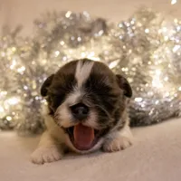 Bowser, a male Shih Tzu for sale in Rindge, NH – Photo 5 of 6