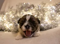 Bowser, a male Shih Tzu for sale in Rindge, NH – Photo 5 of 6