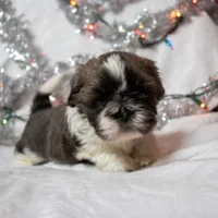 Bowser, a male Shih Tzu for sale in Rindge, NH – Photo 1 of 6
