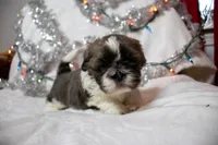 Bowser, a male Shih Tzu for sale in Rindge, NH – Photo 1 of 6