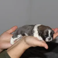 Bowser, a male Shih Tzu for sale in Rindge, NH – Photo 4 of 6