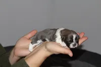 Bowser, a male Shih Tzu for sale in Rindge, NH – Photo 4 of 6