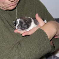 Bowser, a male Shih Tzu for sale in Rindge, NH – Photo 6 of 6