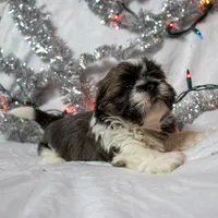 Bowser, a male Shih Tzu for sale in Rindge, NH – Photo 2 of 6