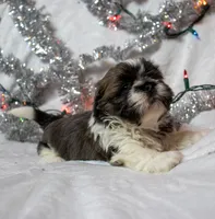 Bowser, a male Shih Tzu for sale in Rindge, NH – Photo 2 of 6