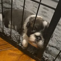 Bowser, a male Shih Tzu for sale in Rindge, NH – Photo 3 of 6