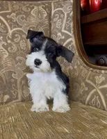 Black Parti Boy #2, a male Miniature Schnauzer for sale in The Rock, GA – 5 of 6