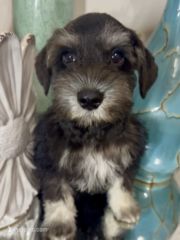 Black & Silver Boy 3 – Miniature Schnauzer puppy for sale in The Rock, GA
