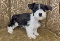 Black Parti Boy #2, a male Miniature Schnauzer for sale in The Rock, GA – 4 of 6