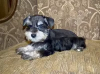 Black & Silver Girl, a female Miniature Schnauzer for sale in The Rock, GA – 4 of 5